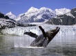 Humpback whale 2 Предпросмотр Обоев