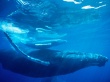 Humpback whale 3 Предпросмотр Обоев