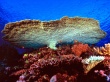 Huge table coral Предпросмотр Обоев