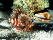 On patrol lionfish Wallpaper Preview