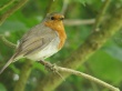 A robin on the lookout Предпросмотр Обоев