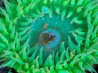 Sea anemone Предпросмотр Обоев