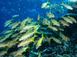 Yellow Goatfish Wallpaper Preview