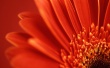 Vista red flower Wallpaper Preview