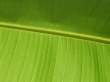 Vista green leaf Wallpaper Preview