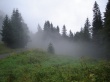 Forest fog Предпросмотр Обоев