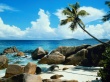 Beach palm tree Wallpaper Preview