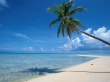 Beach tree Wallpaper Preview