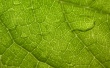Green leaf Предпросмотр Обоев