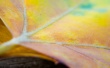 Multicolor leaf Предпросмотр Обоев
