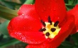 Scarlet tulip Предпросмотр Обоев