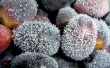 Frozen grapes Wallpaper Preview