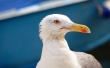 Seagull in Venice Предпросмотр Обоев
