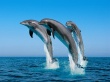 Bottlenose Dolphins Wallpaper Preview