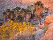 Brittlebush at Sunrise Wallpaper Preview