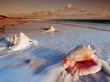 Conch Shells Wallpaper Preview