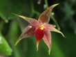 Epiphytic Orchid Предпросмотр Обоев