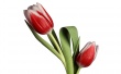 Tulip Model Предпросмотр Обоев