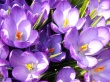 More Crocuses Предпросмотр Обоев