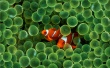 Clown Fish Предпросмотр Обоев