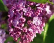 Lilac 4 You Предпросмотр Обоев