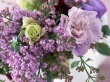 Lilac Blossom Предпросмотр Обоев
