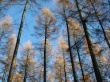 Larches Wallpaper Preview