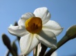 Daffodil Предпросмотр Обоев