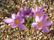 4 Crocuses Предпросмотр Обоев