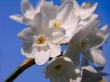 Daffodils Предпросмотр Обоев