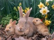 Palomino Rabbits Wallpaper Preview