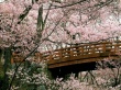 Cherry Blossom Wallpaper Preview