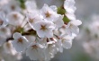 White Blossom Wallpaper Preview
