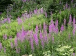 Field of Fireweed Wallpaper Preview