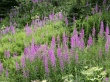 Field of Fireweed Предпросмотр Обоев