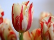 Red Striped Tulip Wallpaper Preview