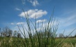 Grass in Screen Wallpaper Preview