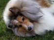 Sheltie Dog Предпросмотр Обоев