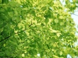 Natural Green Wallpaper Preview