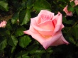 Pink Rose Предпросмотр Обоев