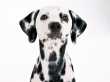 Dalmatian Wallpaper Preview