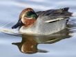 Green-Winged Teal Wallpaper Preview