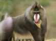 Baboon Wallpaper Preview