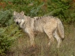 Wolf in Clearing Предпросмотр Обоев