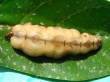 Queen Termite Предпросмотр Обоев