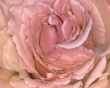 Pink rose Предпросмотр Обоев