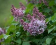 Pink liliac Предпросмотр Обоев