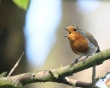 Bird on branch Предпросмотр Обоев