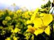Yellow Flower Предпросмотр Обоев