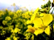 Yellow Flower Wallpaper Preview